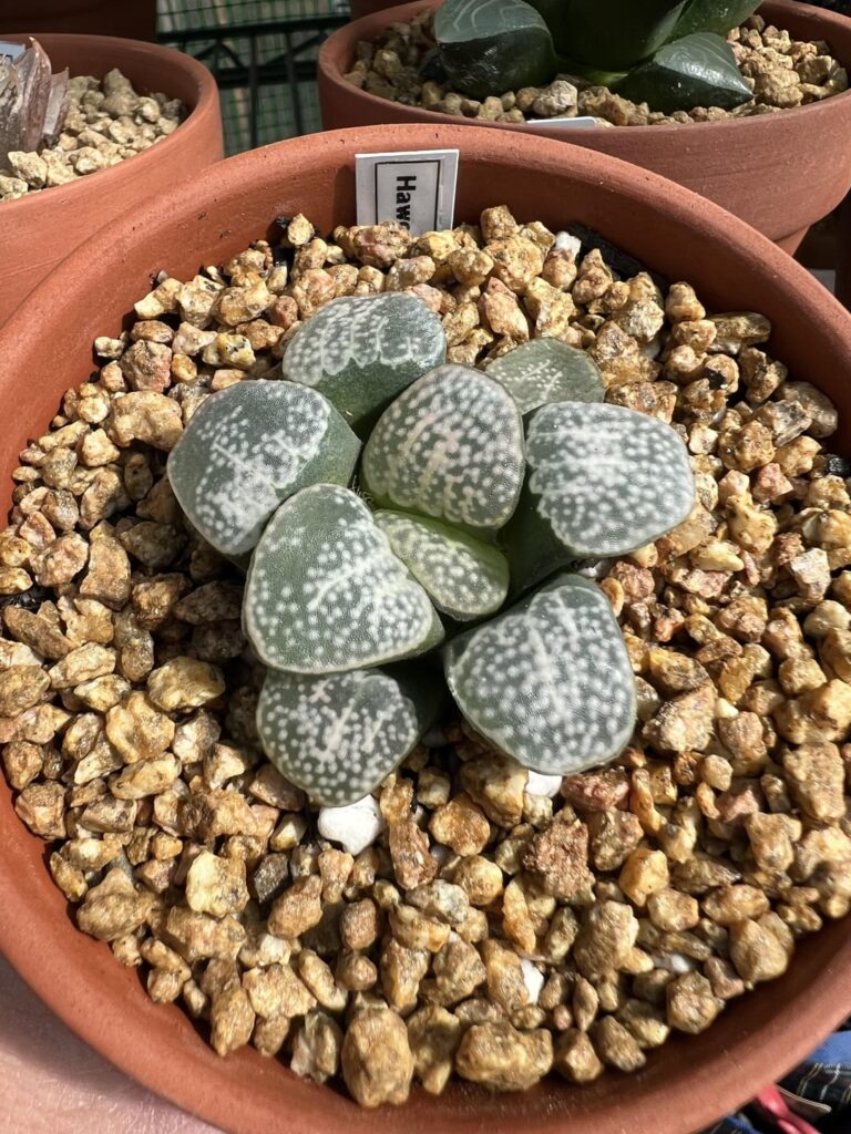New family