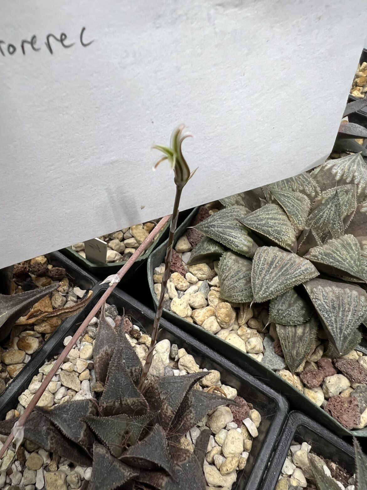 Ever seen a single flower inflorescence ? On my H. Beukmanii