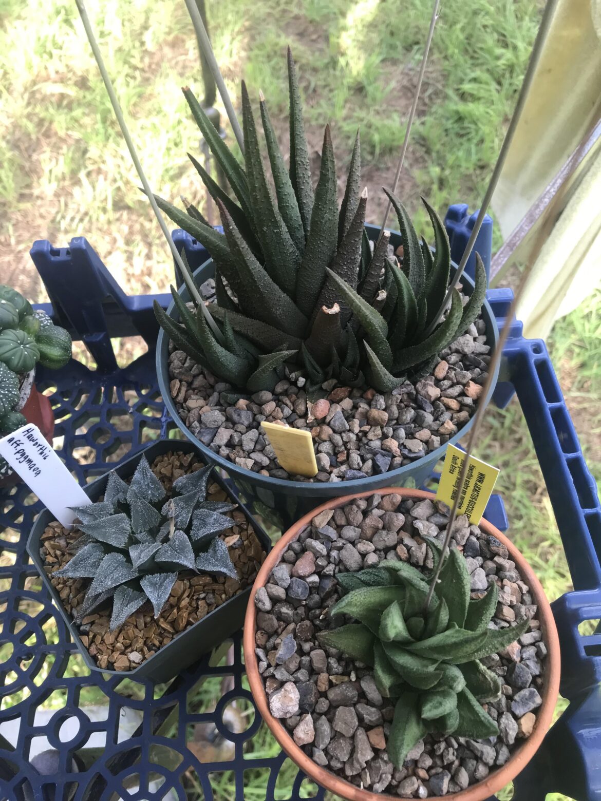 My Haworthia haul