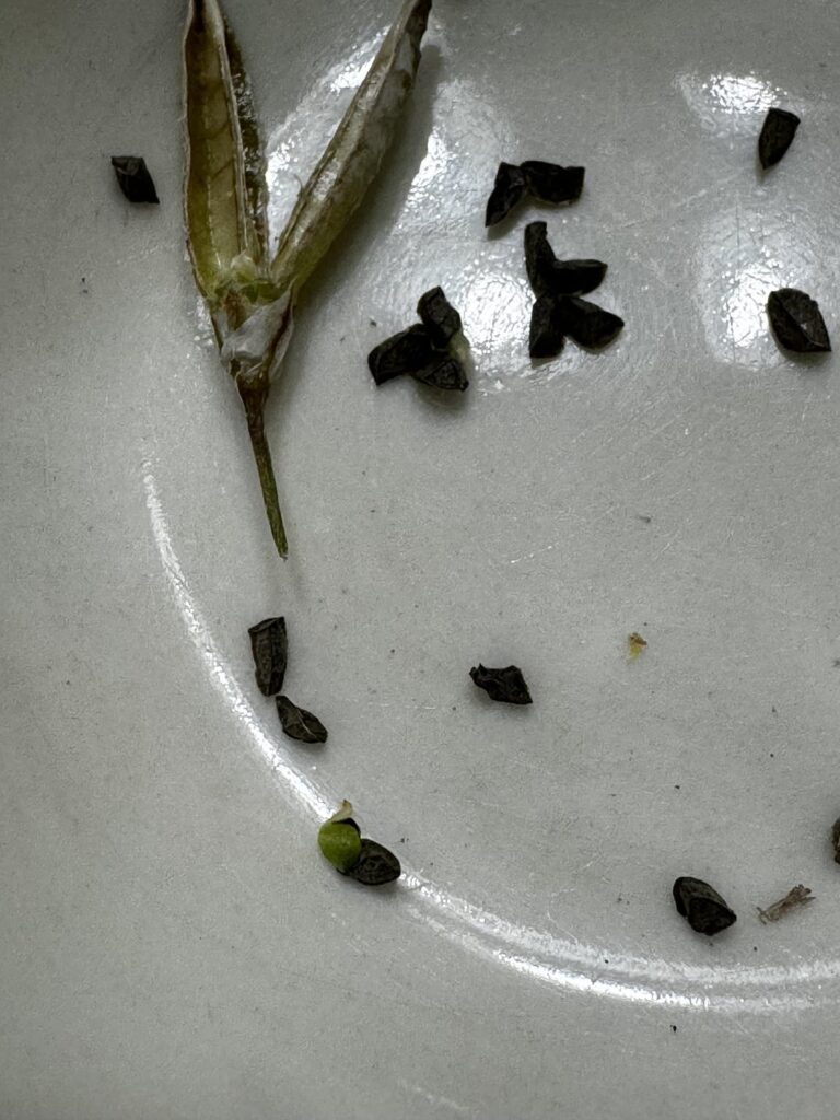 Seeds germinating in the pod