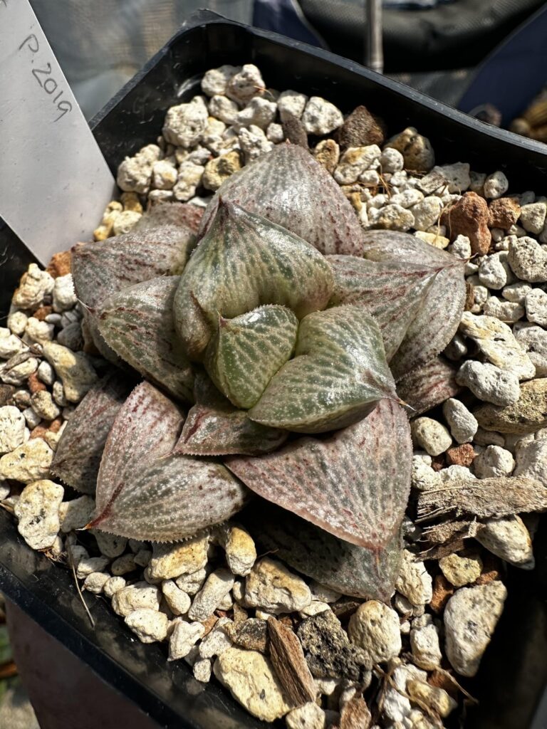Recent Jim Smith pick ups