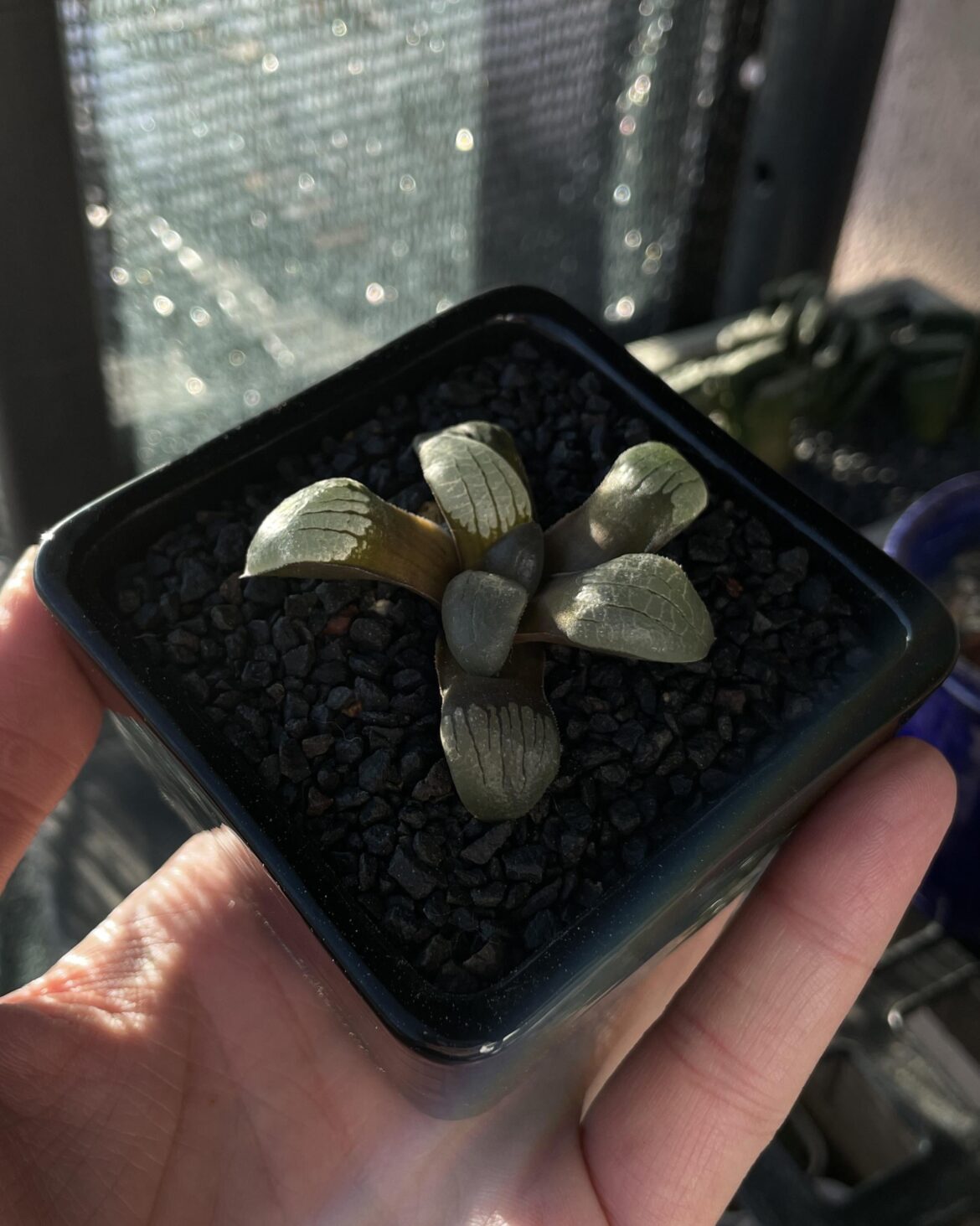 Haworthia springbokvlakensis