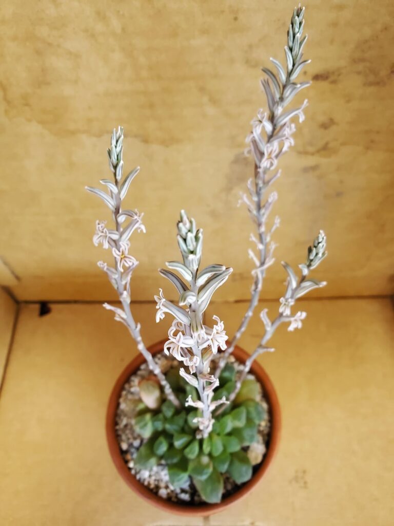 Nothing rare but pretty nice to see multiple blooms