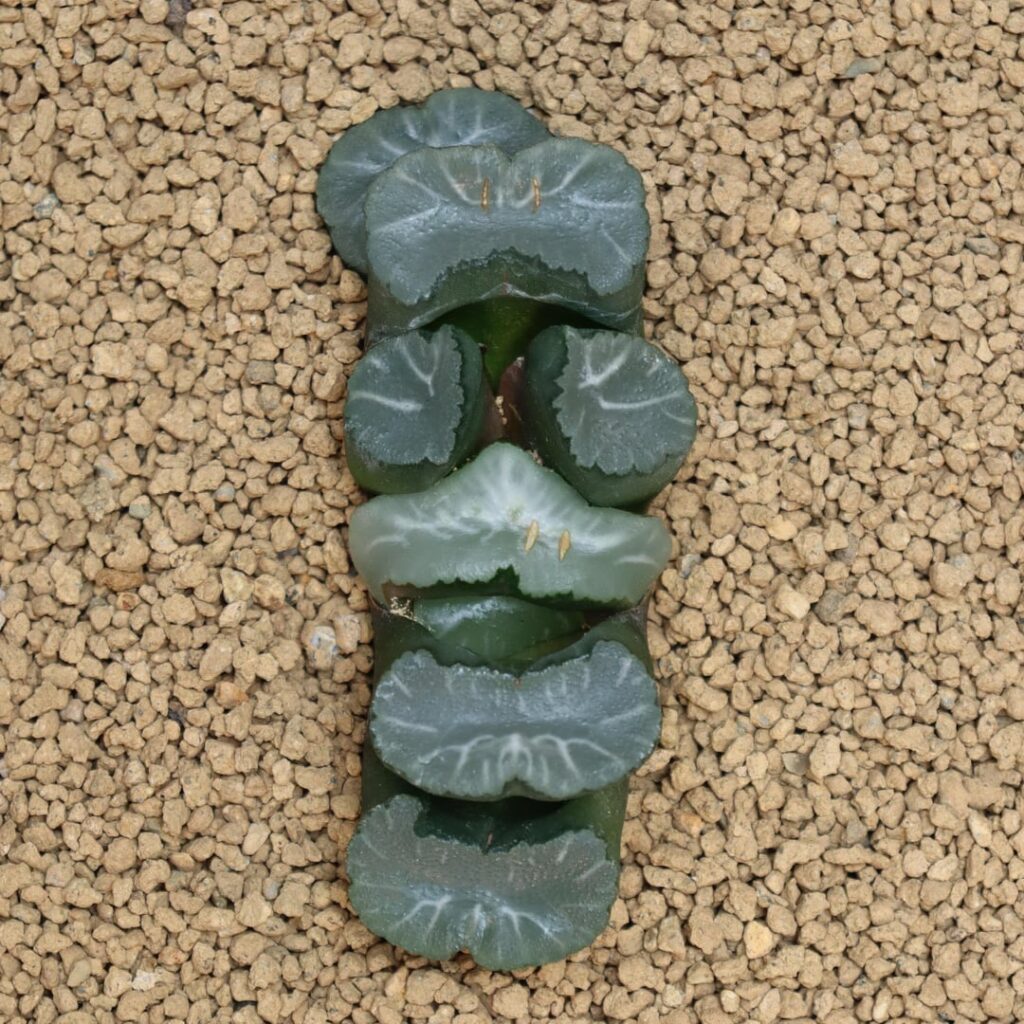 my funky looking truncata. love it!
