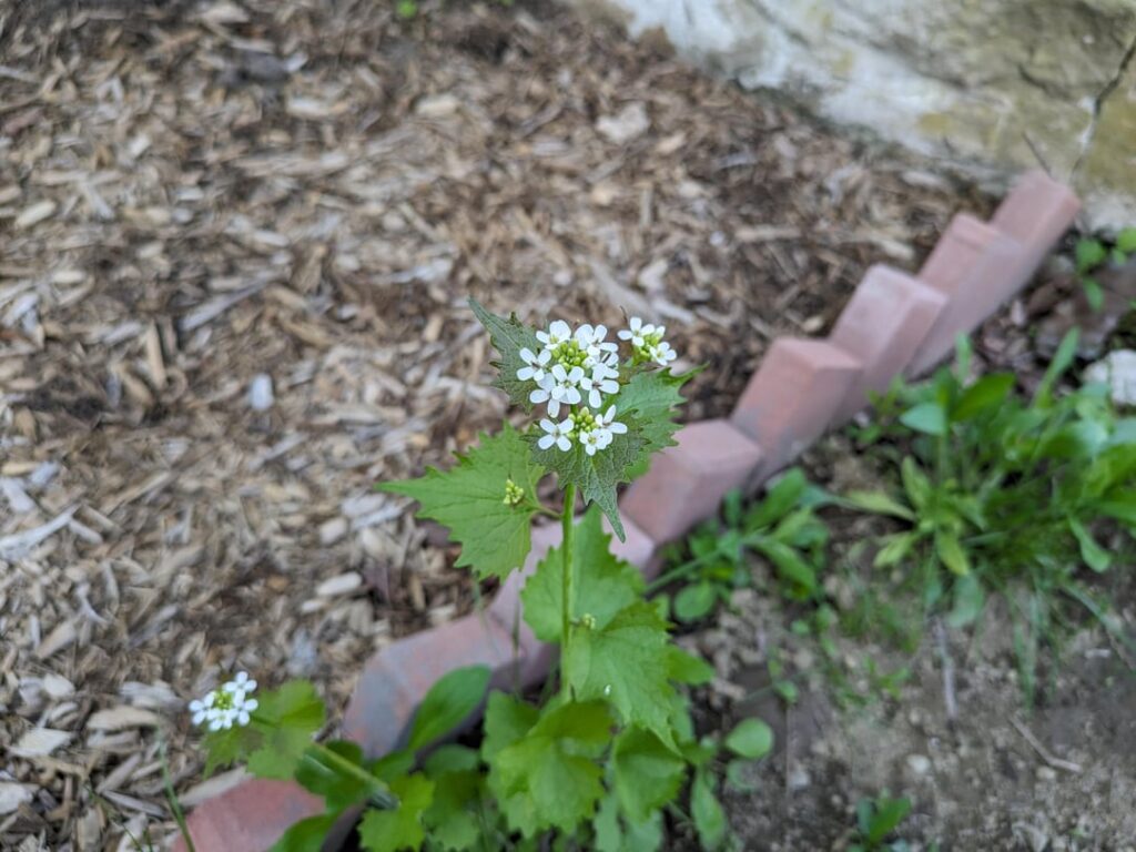 Found around father's yard: North West CT