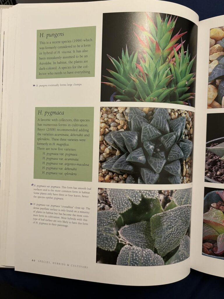 From “Haworthia for the Collector” (2008). Please tell me I’m not crazy here!