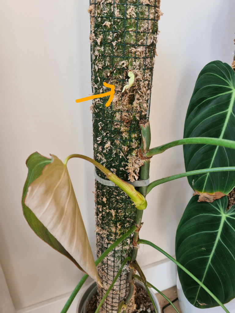 So my Philodendron Glorious decided to grow a new stem into the mosspole π
.. So my Philodendron Glorious decided to grow a new stem into the mosspole π
..