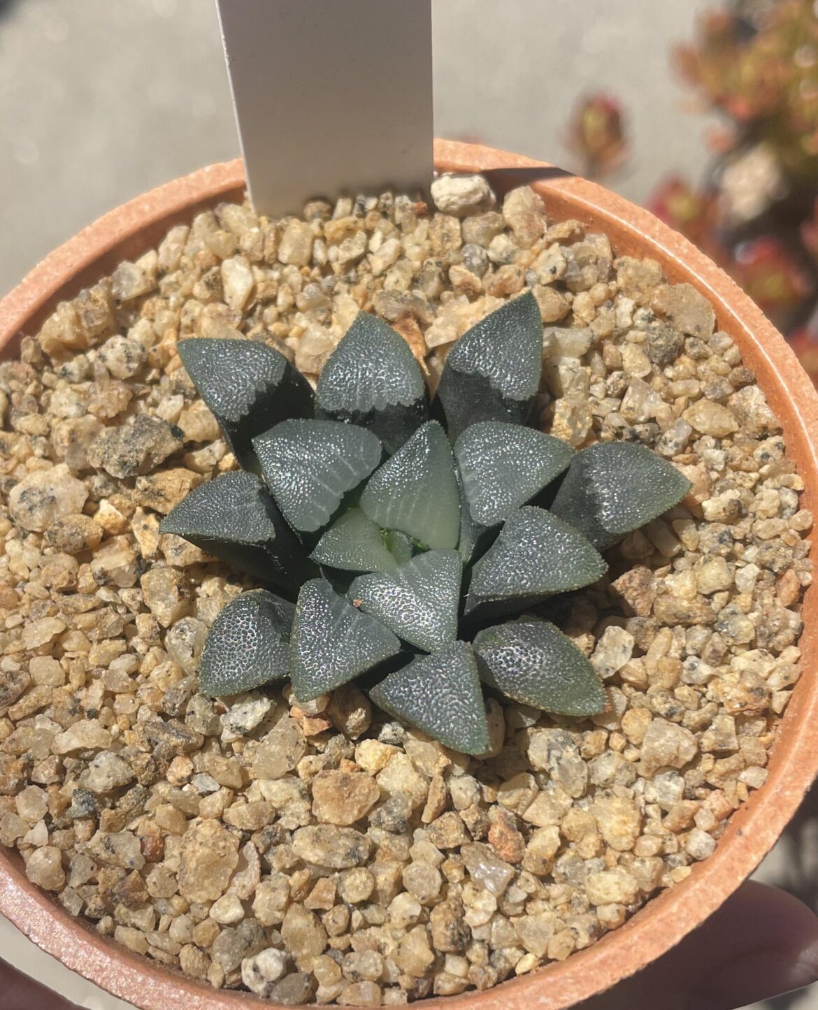 H. bayeri, Rondekop
