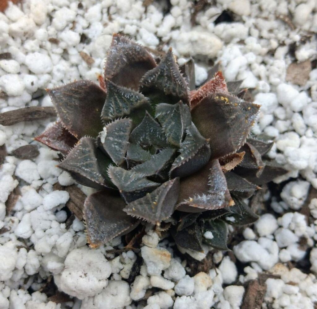 ID help:)