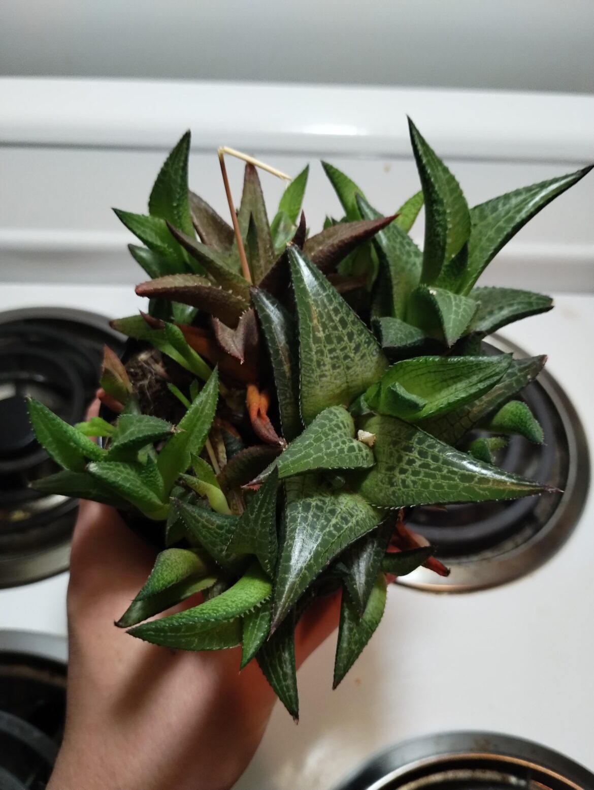 Thoughts on this guy for $5 at my local Walmart?