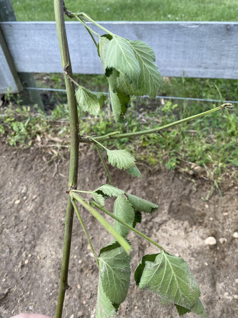 Pathetic-looking blackberry transplants – thoughts on their survival rate? Pathetic-looking blackberry transplants - thoughts on their survival rate?
