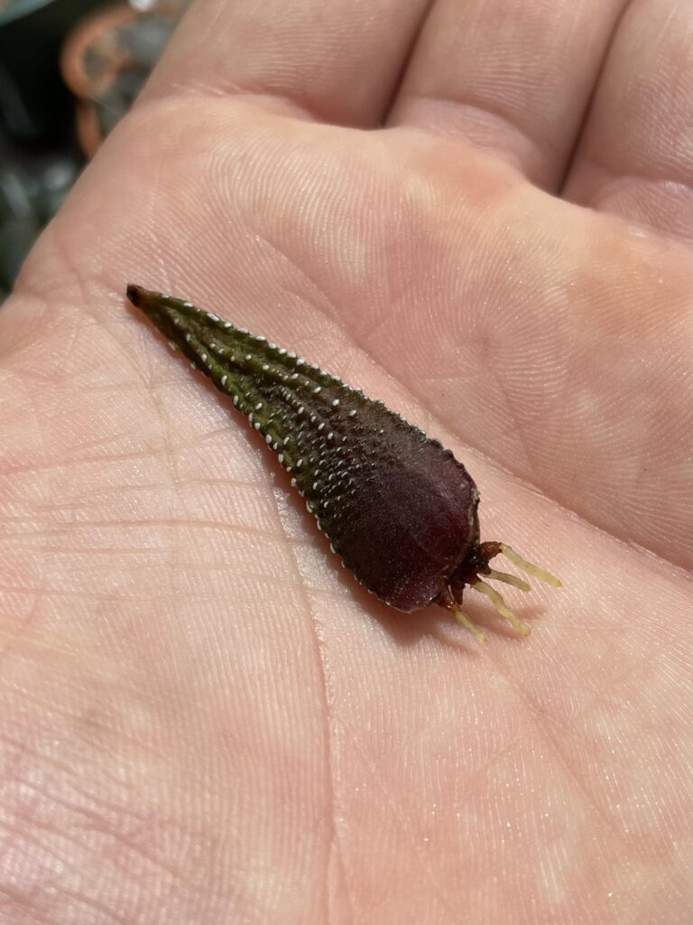 We’ve got roots!