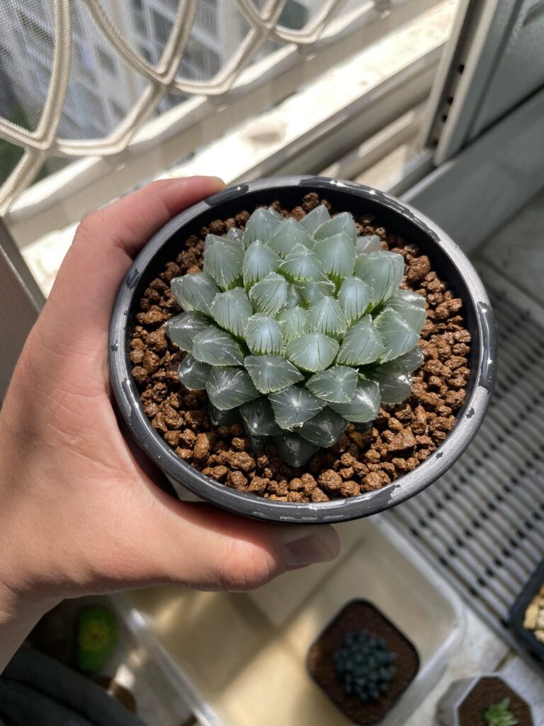 After repotting