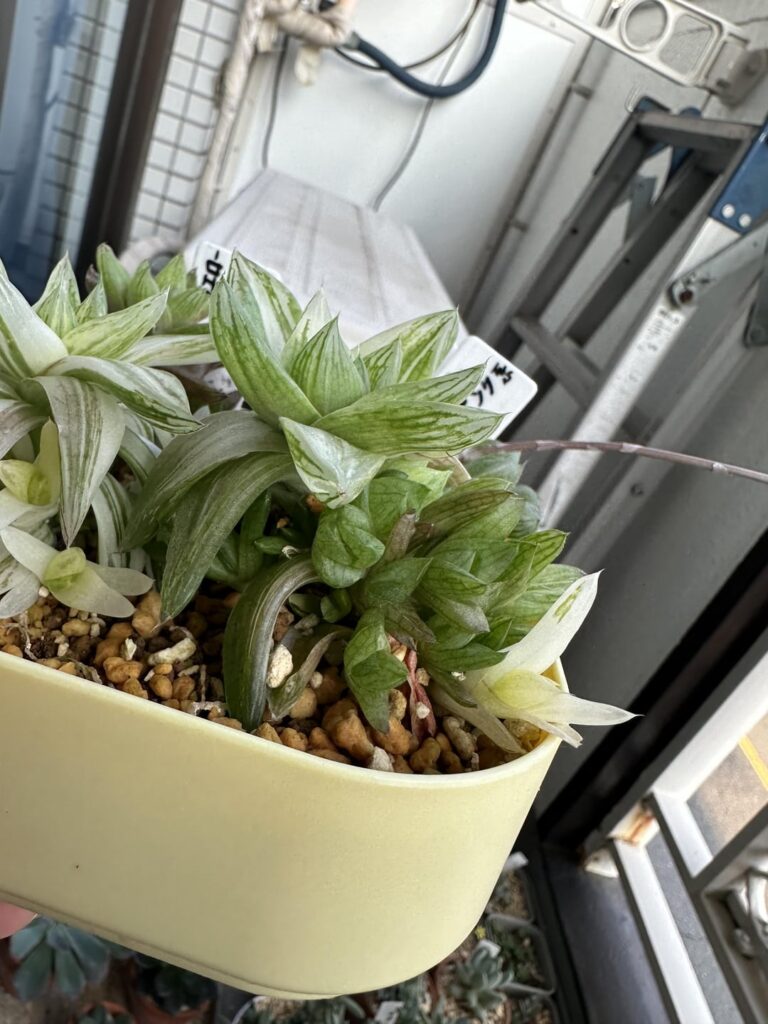 What’s up with all my haworthia suddenly pushing out tons of babies ?!