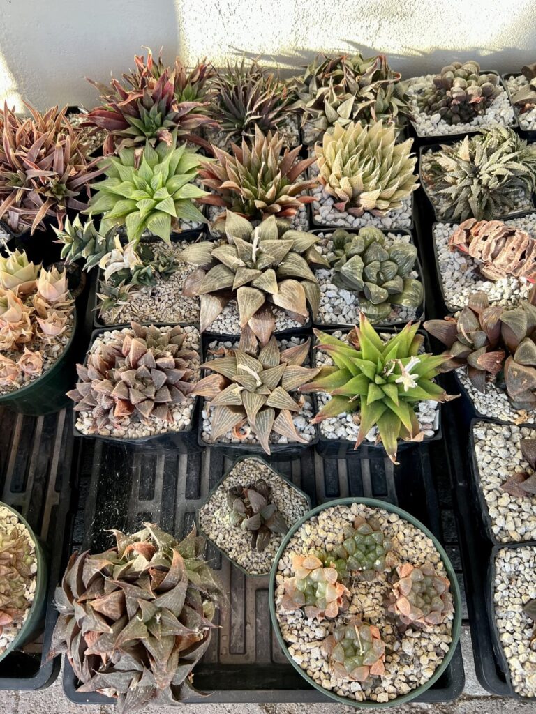 Set 4 (last one)