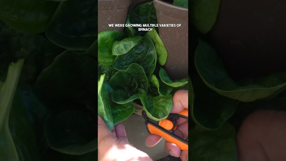 California Gardening: Bountiful Greens: Mustard & Spinach Harvest Tips Bountiful Greens: Mustard & Spinach Harvest Tips