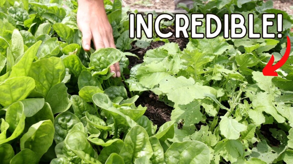 MIgardener: 2 Varieties of Spinach You MUST Grow in Your Garden! 2 Varieties of Spinach You MUST Grow in Your Garden!
