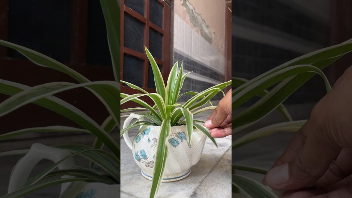 Spider plant care and gardening tips #ytshorts #garden #gardeningtips #youtubeshorts #shots #plants