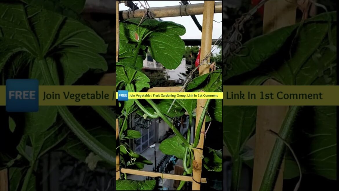 Soil Mix Booster Ka 45°C + ki Garmi Me Kamal #vegetablegardening #growveg Soil Mix Booster Ka 45°C + ki Garmi Me Kamal #vegetablegardening #growveg