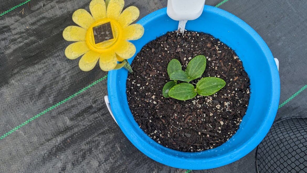 Container Garden: Retired Teacher Enjoying Retirement