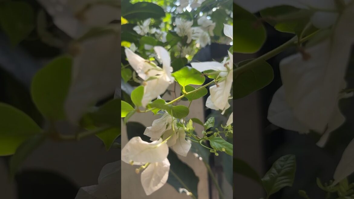Blooms ✨ #garden #gardening #shorts #flowers