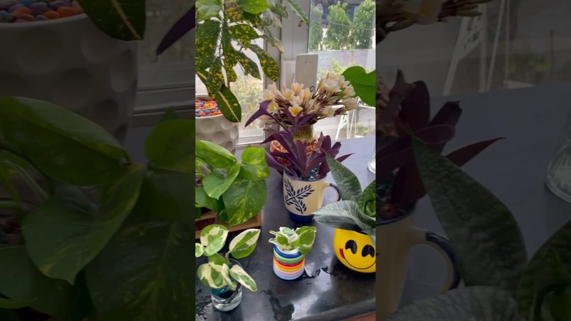 Best Indoor Plants & Planters Decoration #diy # homedecor #plantsdecor #houseplants #nature #viral #