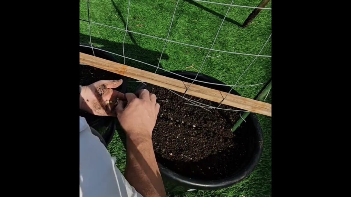 Sowing Sugar Snap Peas in Containers #containergardening #foodgarden Sowing Sugar Snap Peas in Containers #containergardening #foodgarden