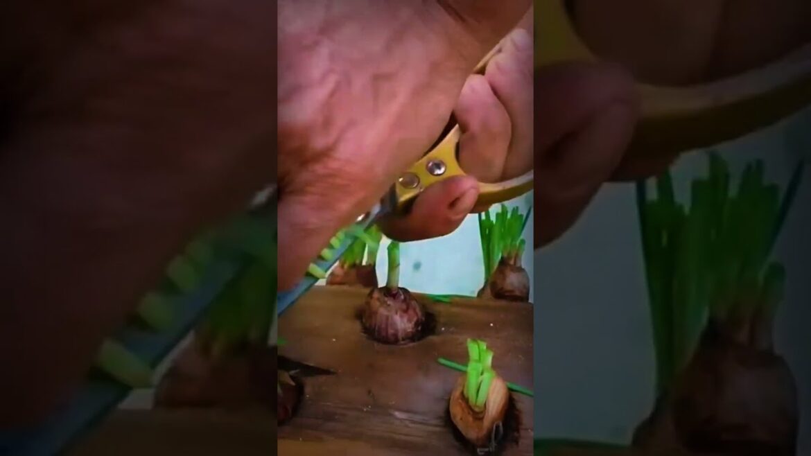 K7 How to Grow Garlic at Home Easily #ideas #vegetable #skills #garlic