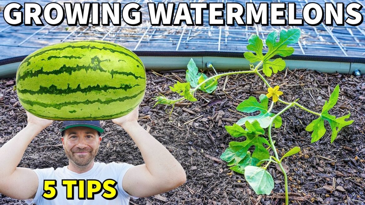 Grow The Most INCREDIBLE WATERMELON PLANTS: 5 Expert Tips!