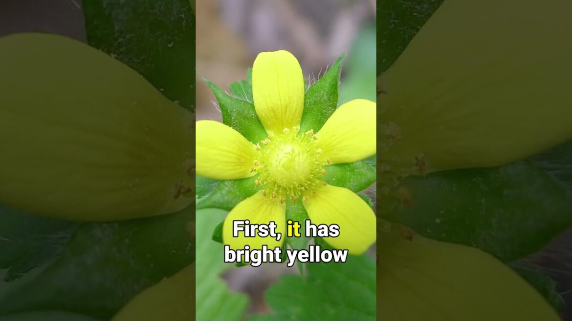 Don't Let This IMPOSTER Strawberry Fool You!