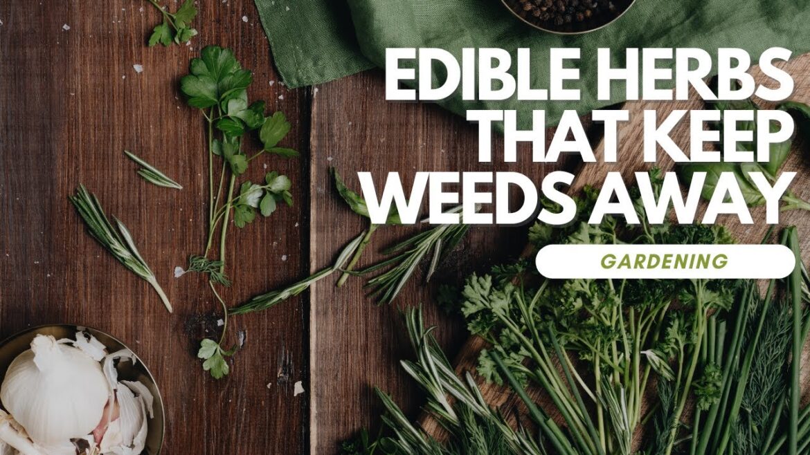 Edible Herbs That Keep Weeds Away Edible Herbs That Keep Weeds Away