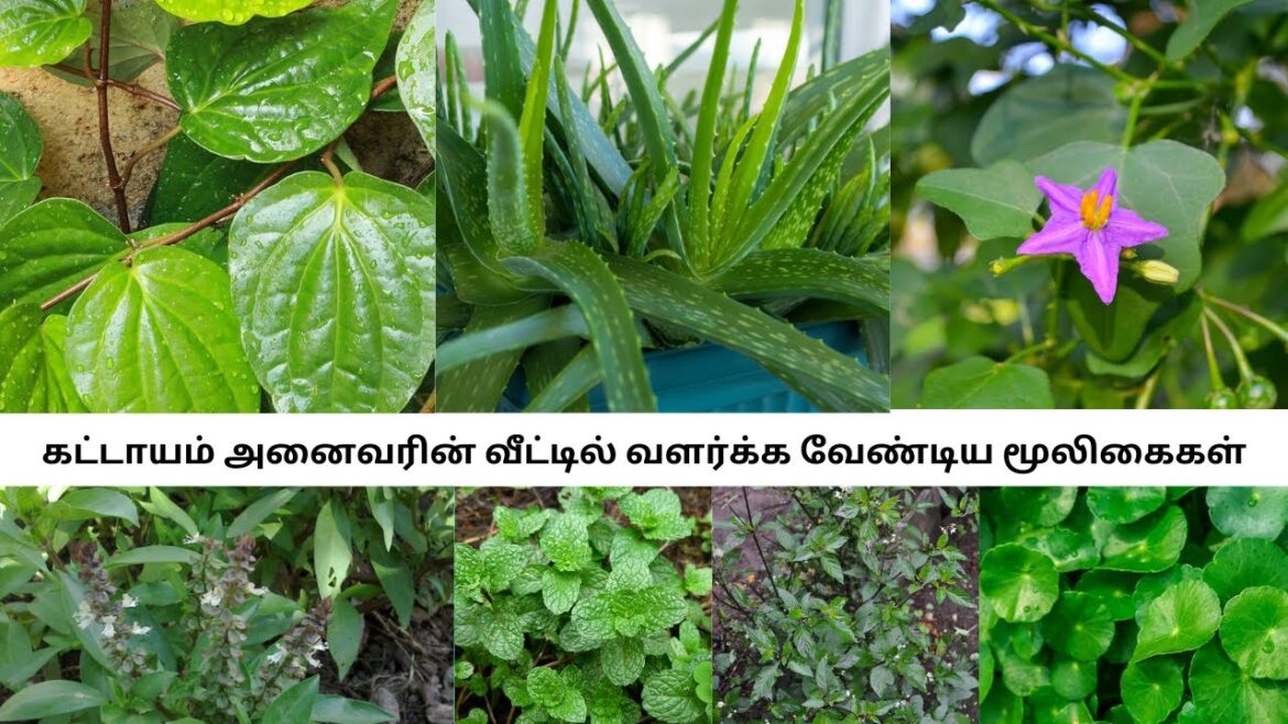 #gardening#farming#trending#garden#viral#vegetablegardening#fish#growingvegetables#vegetablegrowing