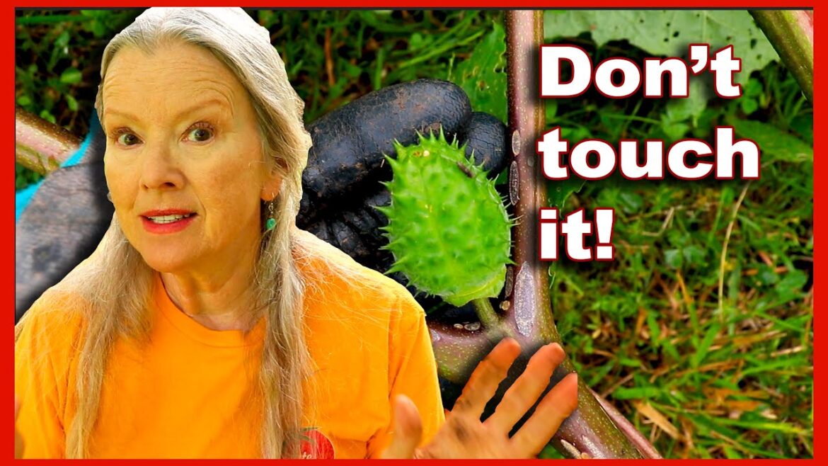 Kaye Kittrell: I found THIS POISON plant growing in my yard! Jimson Weed! I found THIS POISON plant growing in my yard! Jimson Weed!