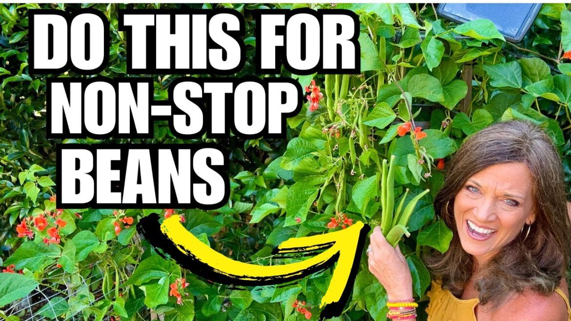 CaliKim: Do This For NON-STOP Beans! Do This For NON-STOP Beans!