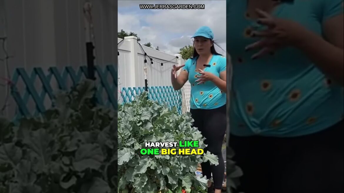 Grow Your Own Piracicaba: Brazilian Sprouting Broccoli!