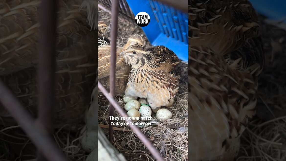 Expecting new hatchlings from my quails. #quails #cute