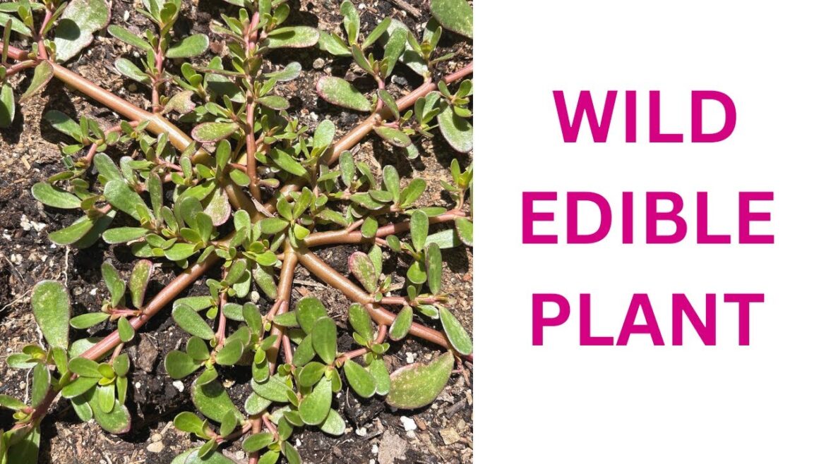 EDIBLE WEEDS- PURSLANE (Omega-3 rich food) EDIBLE WEEDS- PURSLANE (Omega-3 rich food)