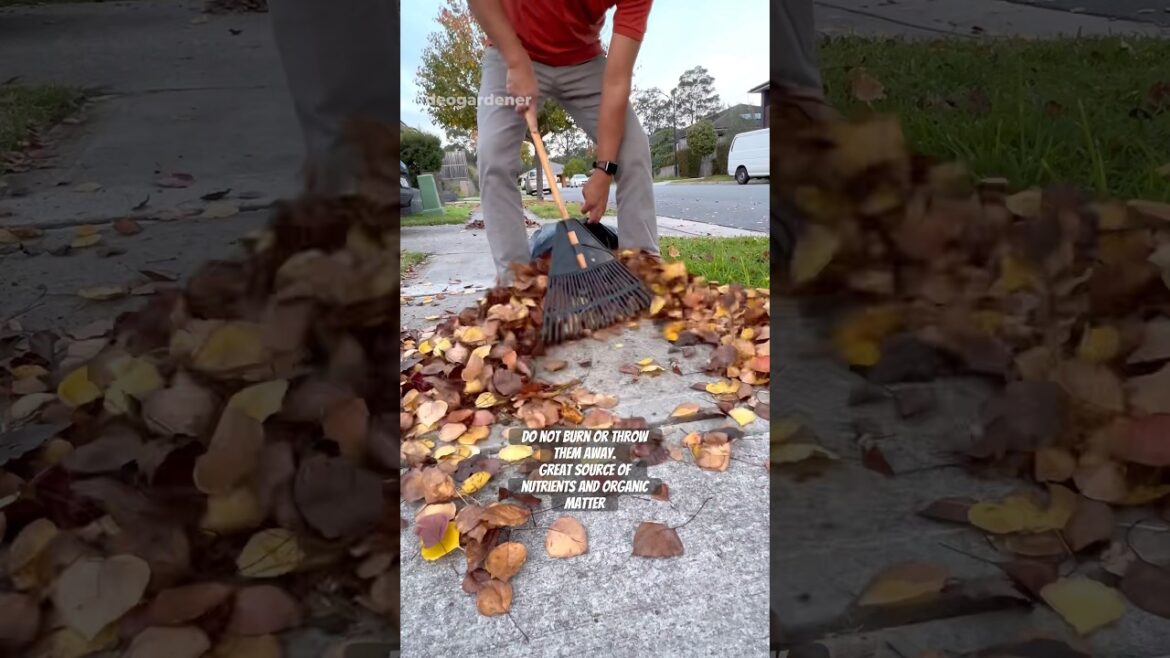 Fallen leaves are great source of nutrients and organic matter #gardening #vegetablegardening #fyp