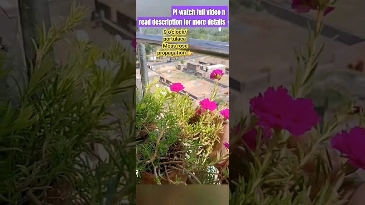 Portulaca /9 o’clock Plant Propagation #mossrose #gardening #9oclock #portulaca #purslane🌷 Portulaca /9 o'clock Plant Propagation #mossrose #gardening #9oclock #portulaca #purslane🌷
