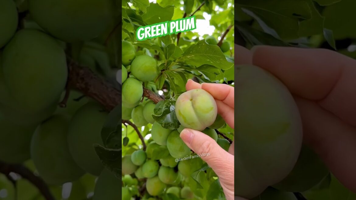 Pink Plum Full of Fruits 😱 #shorts #satisfying #fruit #garden #enjoy