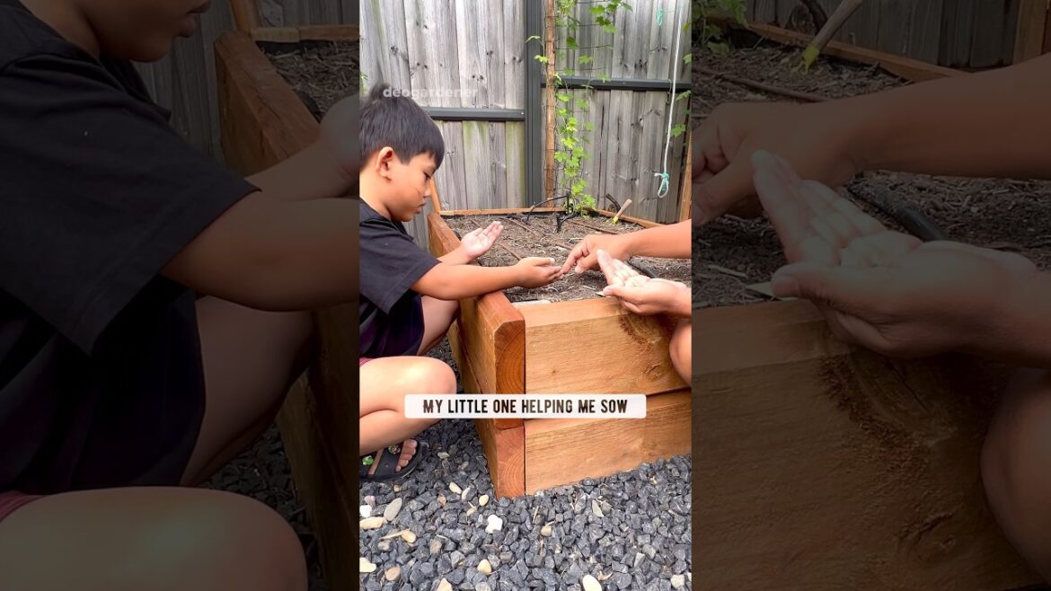 My son helping me sow and harvest our celesta radish #gardening #vegetablegardening #fyp #radish