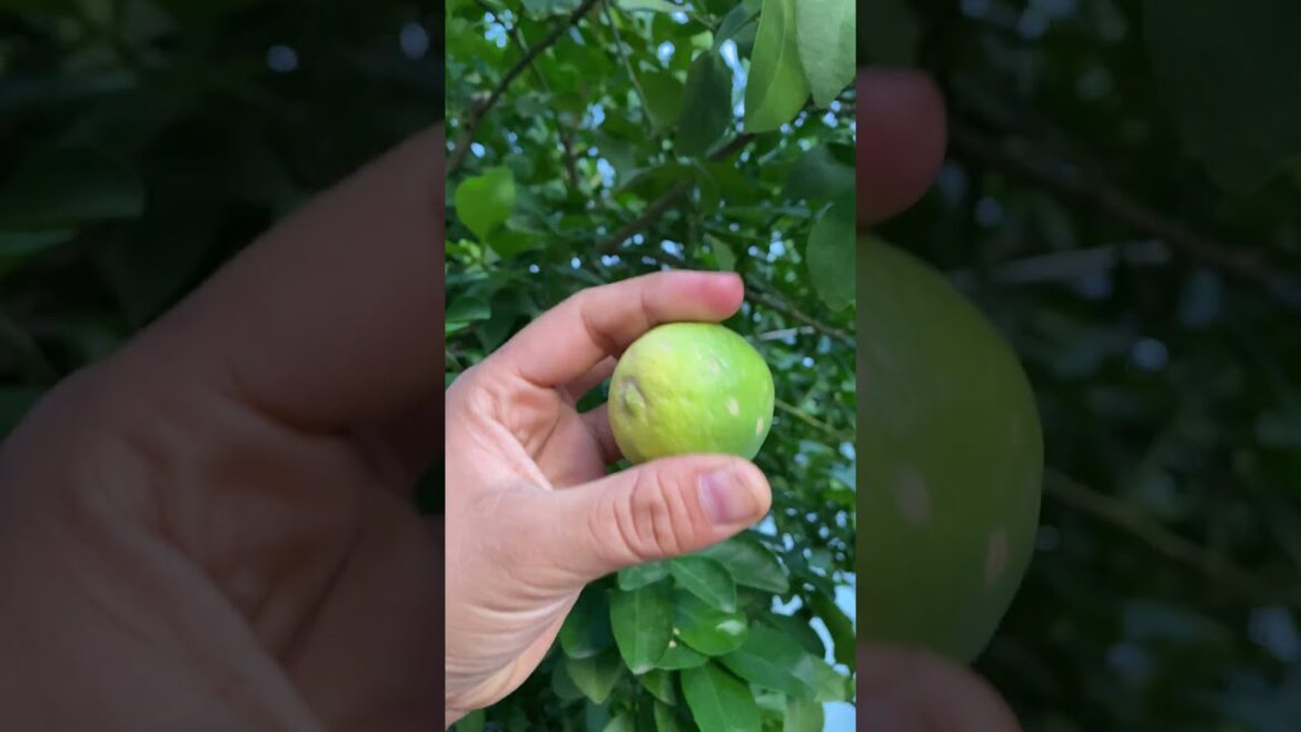 I growing garden and tips for care garden at home by meimei #shorts #youtubevideo #garden