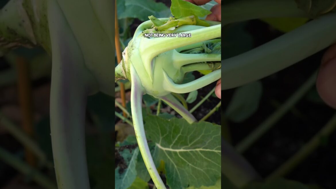 California Gardening: Kohlrabi: From Garden to Plate Kohlrabi: From Garden to Plate
