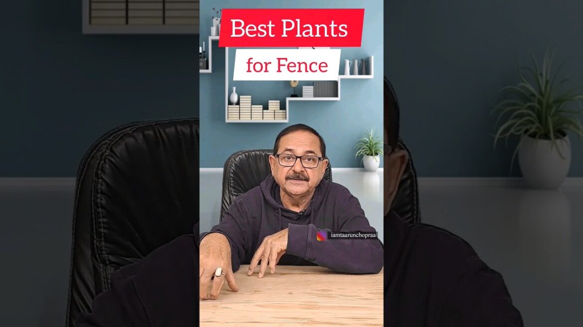Best Plants for Fence: A Stunning Choice for Your Garden #outdoorplants #homegarden