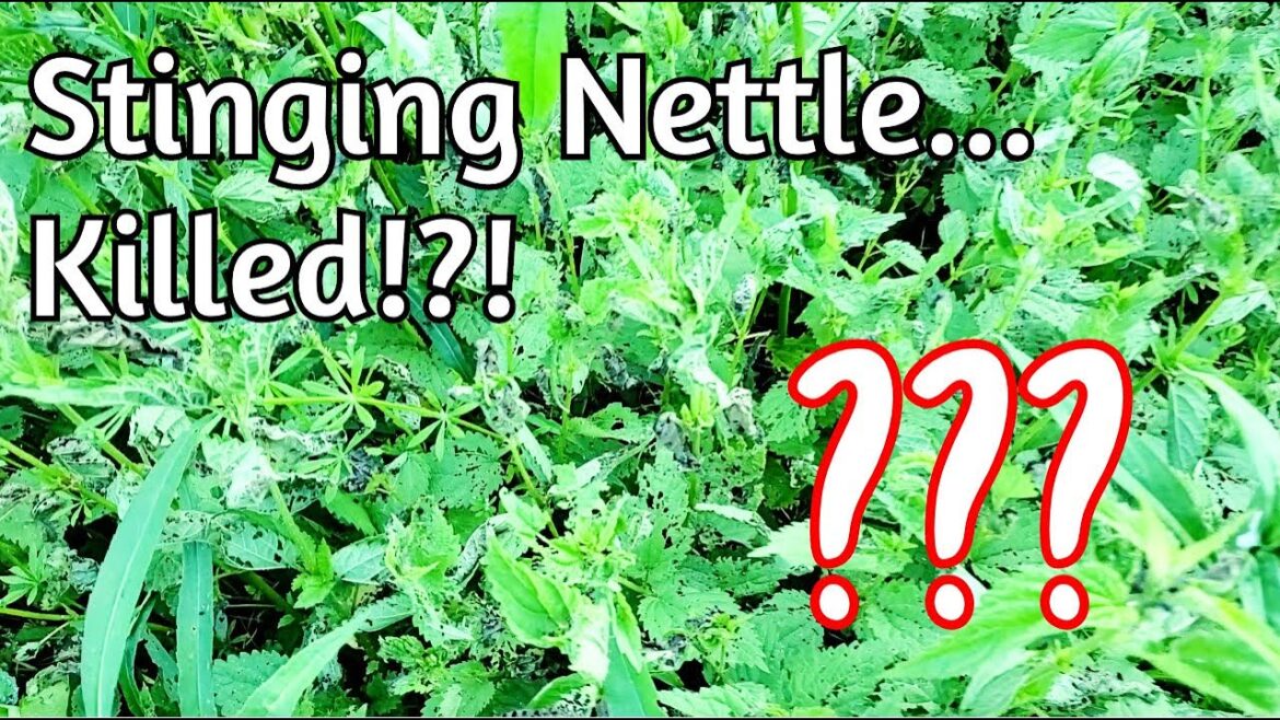 Stinging Nettles – Who is Killing My Plant!?!? Stinging Nettles - Who is Killing My Plant!?!?