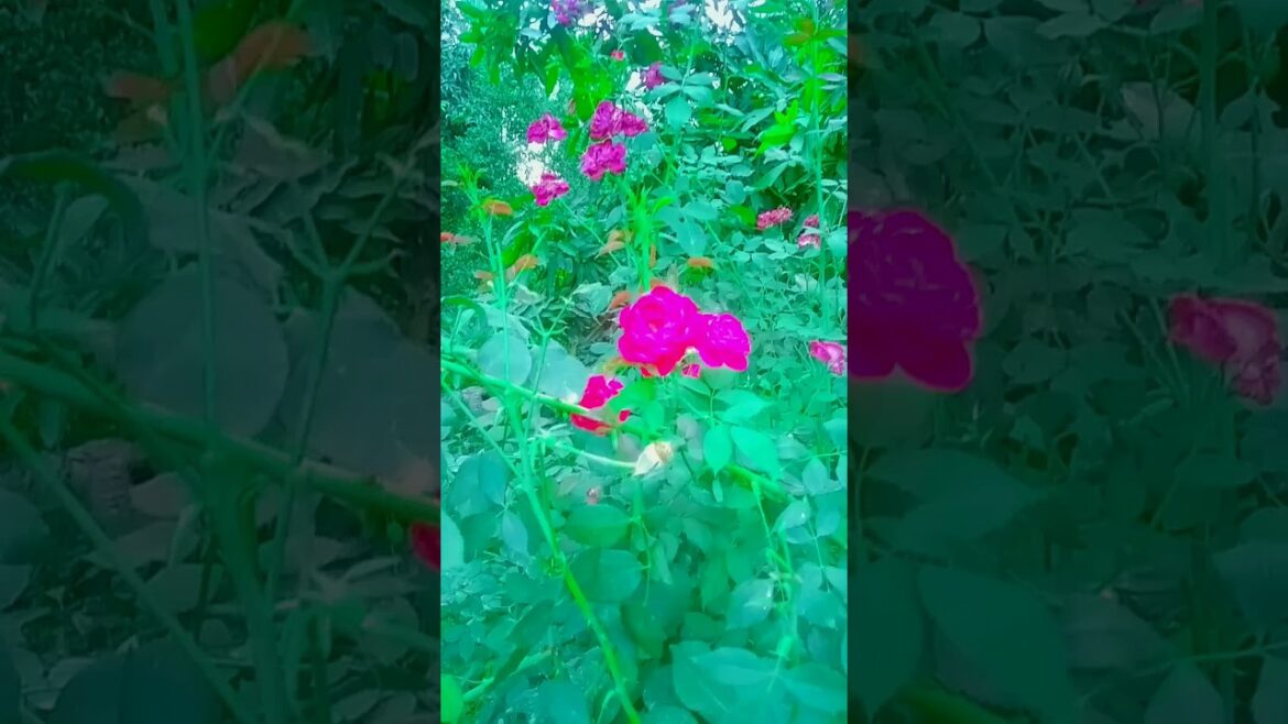 Rose //Gulan flower in garden #flower #garden #rose #plantsgarden #birds