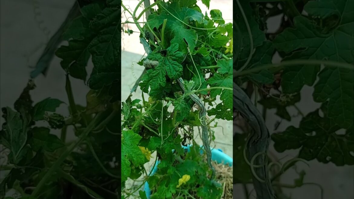 करेले के पौधे की देखभाल कैसे करे 🌿🪴 #terracegarde #organicfarming #shorts#garden