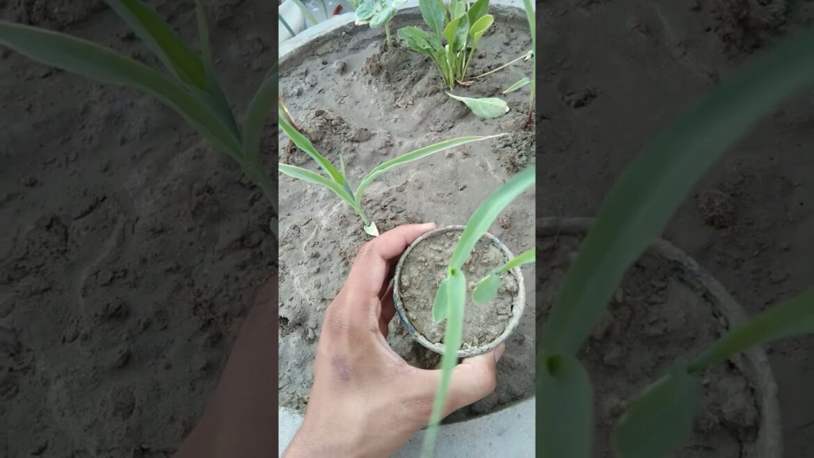 Popcorn #popcorn #kitchengardening #rooftopgarden #containergardening #plants #plantcare #corn Popcorn #popcorn #kitchengardening #rooftopgarden #containergardening #plants #plantcare #corn