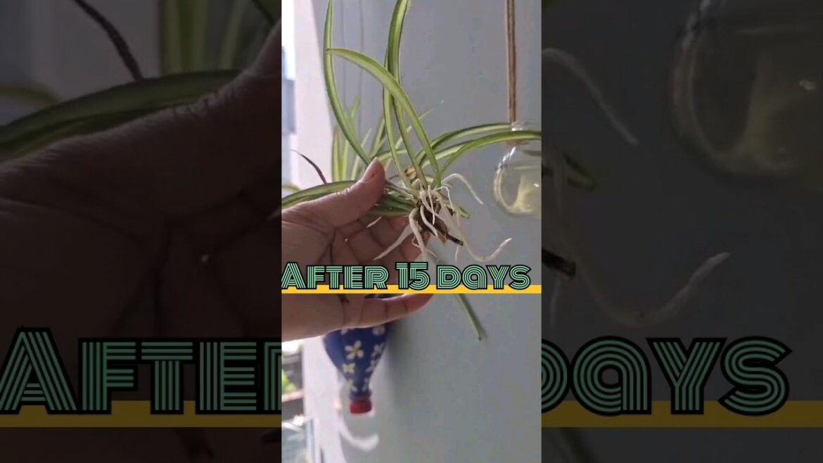 Spider Plant Propagation || Spider Plant Babies #shorts