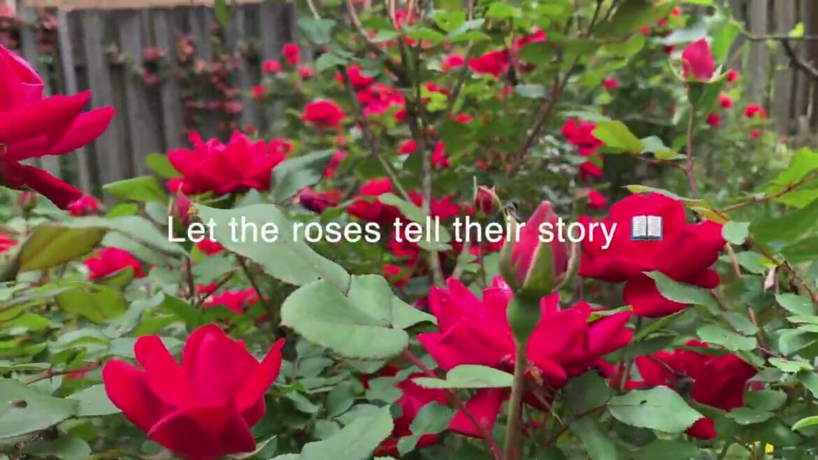 Blooming Bliss: 5 Stunning Roses in My Backyard Garden | Year-Round Floral Delight! Blooming Bliss: 5 Stunning Roses in My Backyard Garden | Year-Round Floral Delight!